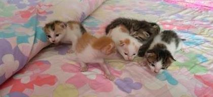 小可爱、免费领养