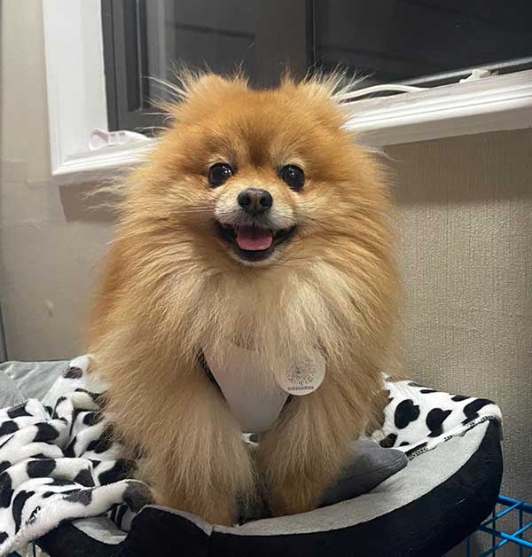 博美宝宝找女朋友