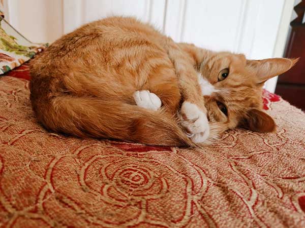 请求好心人帮忙寻找丢失的猫咪