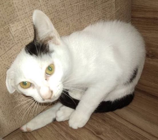 可爱猫咪找领养