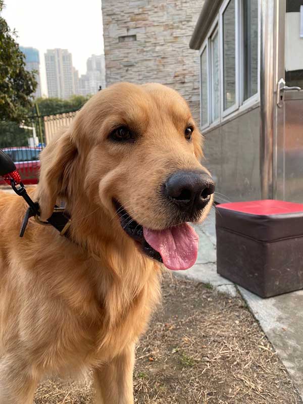 武汉男金毛找老婆☺️