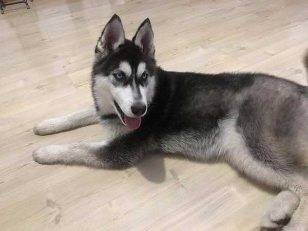 盘锦大洼母哈士奇求配种