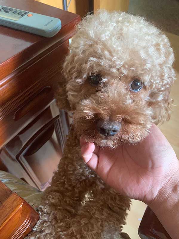 单身小泰迪在线选老婆