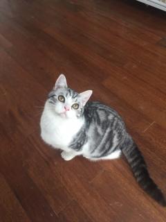 美短粉鼻粉爪起司猫种公借配