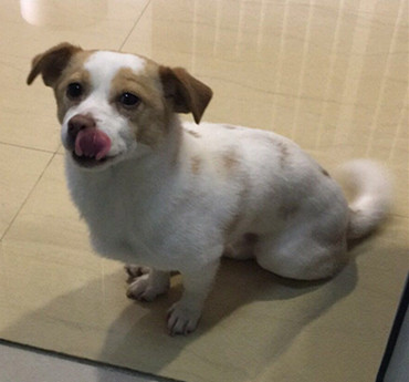 阿宝丢失请帮忙