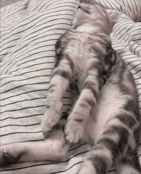 英短虎斑 加我QQ1325391092